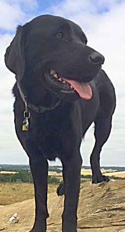 A Black Labrador Stands on a Log 